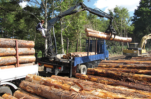 Loading logs onto a truck after logging
