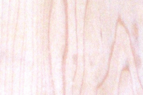 Hard Maple