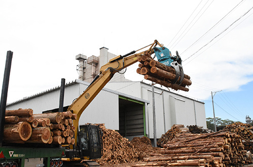 Arrival of conifer timber